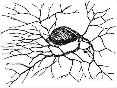 EB1911 Foraminifera - Lieberkühnia.jpg
