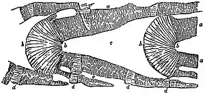 EB1911 Foraminifera - section of tubulated chamber-walls of Nummulites.jpg