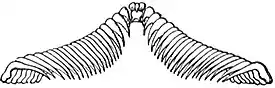 EB1911 Gastropoda - Acera bullata - single row of teeth of the Radula.jpg