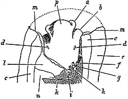 EB1911 Gastropoda - Anterior portion of Patella vulgata.jpg