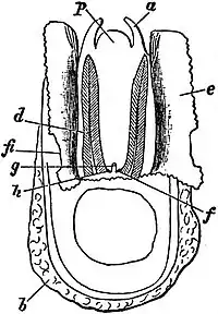 EB1911 Gastropoda - Dorsal aspect of Fissurella.jpg