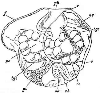 EB1911 Gastropoda - Embryo of Limnaeus stagnalis.jpg