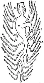 EB1911 Gastropoda - Enteric Canal of Eolis papillosa.jpg