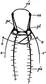 EB1911 Gastropoda - Nervous system of Patella vulgata.jpg