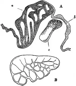 EB1911 Gastropoda - Patella vulgata section and ctenidium.jpg