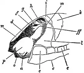 EB1911 Gastropoda - Patella vulgata viewed from the left front.jpg