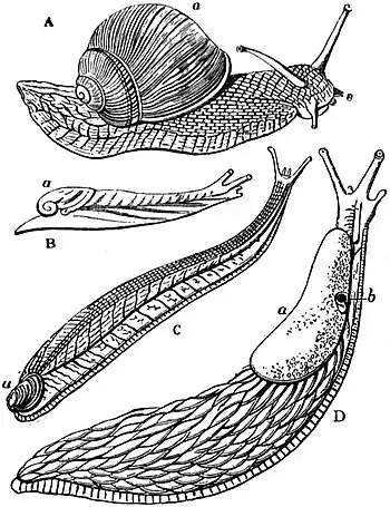 EB1911 Gastropoda - Series of Stylommatophorous Pulmonata.jpg