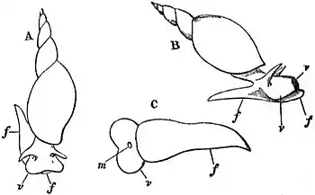 EB1911 Gastropoda - Three views of Limnaeus stagnalis.jpg