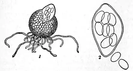 EB1911 Gooseberry4.jpg