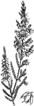 EB1911 Heath (Calluna vulgaris).jpg