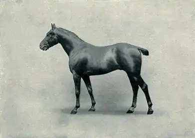 EB1911 Horse - polo pony stallion.jpg