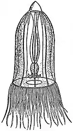 EB1911 Hydromedusae - Aglantha rosea, a British medusa.jpg