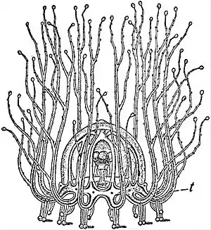 EB1911 Hydromedusae - Cladonema radiatum - the medusa walking.jpg