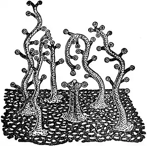 EB1911 Hydromedusae - Millepora showing five dactylozooids surrounding a central gastrozooid.jpg
