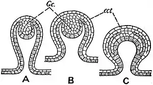 EB1911 Hydromedusae - Modifications of the method of medusa budding.jpg