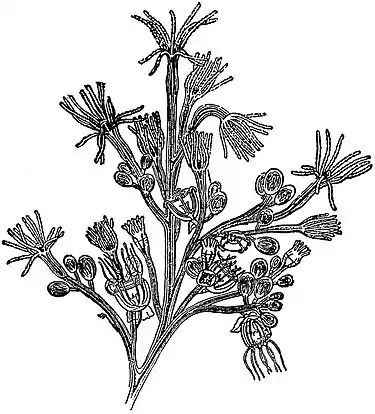 EB1911 Hydromedusae - Portion of colony of Bougainvillea fruticosa.jpg