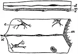 EB1911 Hydromedusae - Portions of Sections through the Disks of Medusae Lizzia and Aurelia.jpg