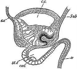 EB1911 Hydromedusae - Statocyst and Ocellus of Tiaropsis diademata.jpg