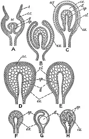 EB1911 Hydromedusae - Structure of the Gonophore.jpg