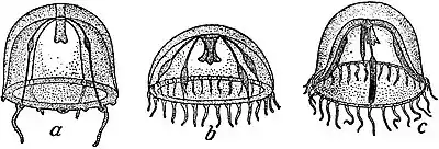 EB1911 Hydromedusae - development of Phialidium temporarium.jpg