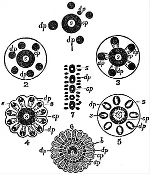 EB1911 Hydromedusae - development of the cyclosystems of the Stylasteridae.jpg