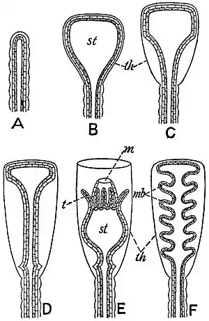 EB1911 Hydromedusae - formation of the Hydrotheca and Gonotheca in Calyptoblastic Hydroids.jpg