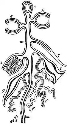 EB1911 Hydromedusae - modifications of a colony of Siphonophora.jpg