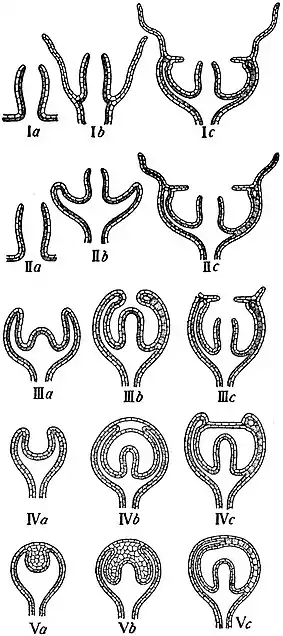 EB1911 Hydromedusae - significance of the Entocodon in Medusa-buds.jpg