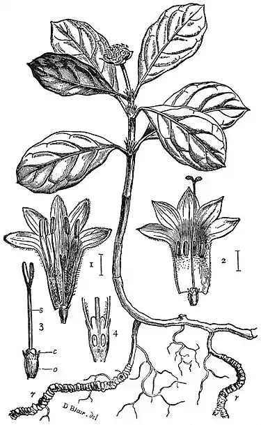 EB1911 Ipecacuanha.jpg