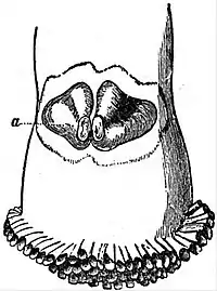 EB1911 Lamellibranchia - Aspergillum vaginiferum - original valves.jpg