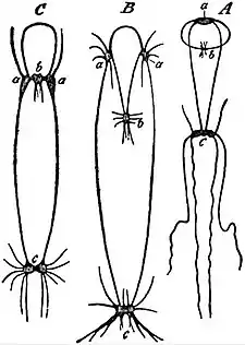 EB1911 Lamellibranchia - Nerve-ganglia and cords of three.jpg