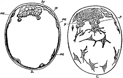 EB1911 Lamellibranchia - embryo of Pisidium pusillum - optical sections.jpg