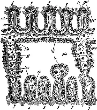EB1911 Lamellibranchia - outer gill-plate of Dreissensia polymorpha.jpg