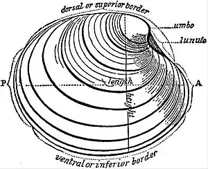 EB1911 Lamellibranchia - right valve of shell of Cytherea from the outer face.jpg