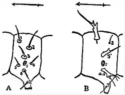 EB1911 Lepidoptera - Abdominal segments of Caterpillars - tubercles.jpg