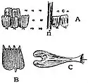 EB1911 Lepidoptera - Arrangement of scales on wing of Butterfly.jpg