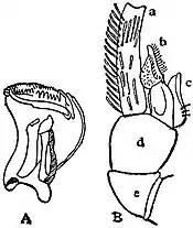 EB1911 Lepidoptera - Micropteryx (Eriocephala) - mandible and 1st maxilla.jpg