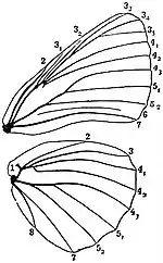 EB1911 Lepidoptera - Neuration of Wings in a Nymphaline Butterfly.jpg