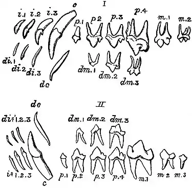 EB1911 Mammalia - Milk and Permanent Dentitions of the Dog.jpg
