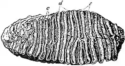EB1911 Mammoth - Tooth.jpg