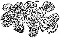 EB1911 Mycetozoa - Badhamia utricularis - plasmodium becomes sclerotium.jpg
