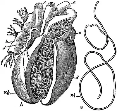 EB1911 Nematoda - Filaria immitis.jpg