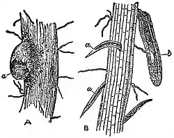 EB1911 Nematoda - Heterodera schachtii (1).jpg