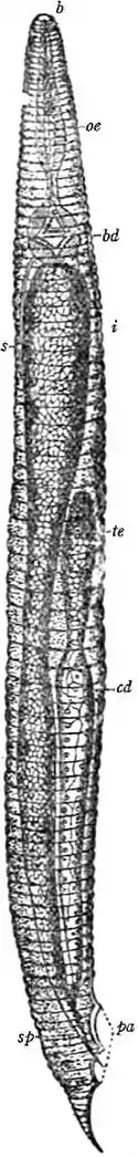 EB1911 Nematoda - Oxyuris.jpg