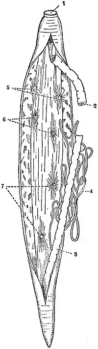 EB1911 Nematoda - Sclerostomum armatum showing phagocytic organs.jpg