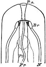 EB1911 Nemertina - Anterior portion of a Nemertine.jpg