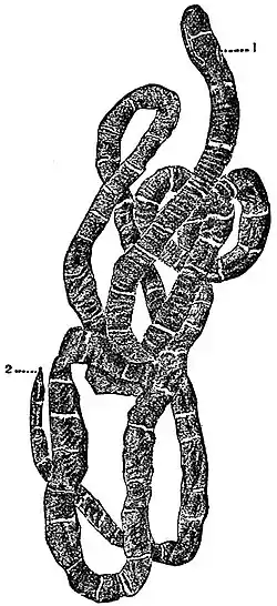 EB1911 Nemertina - Lineus geniculatus.jpg