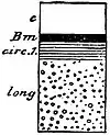 EB1911 Nemertina - Metanemertini body-wall layers.jpg
