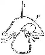EB1911 Nemertina - Pilidium-larva.jpg