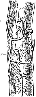 EB1911 Nemertina - excretory system of Drepanophorus spectabilis.jpg